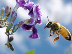 Swedish Flower Pollen